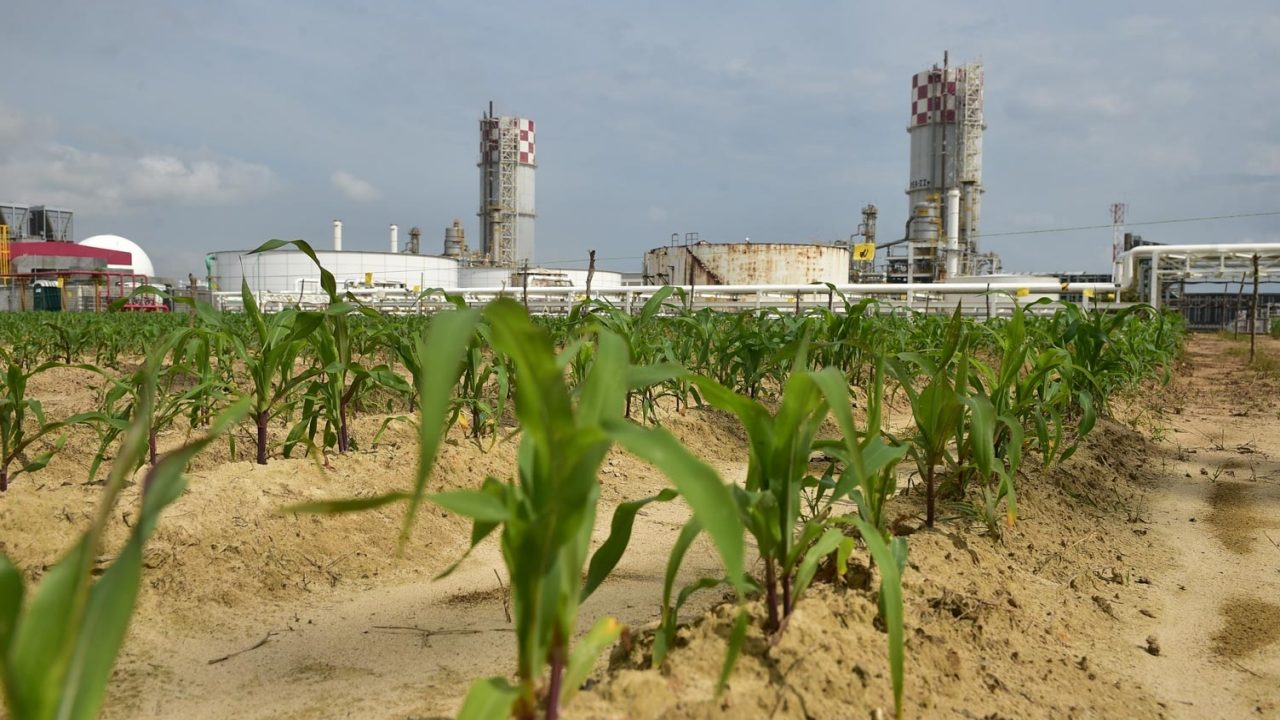 México impulsa la producción de 2,500 toneladas diarias de fertilizantes