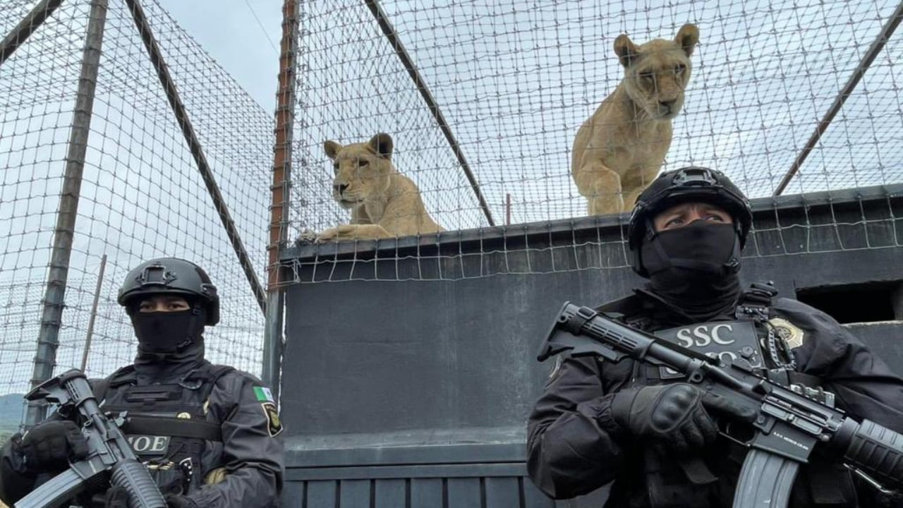 Zoológicos recibirán felinos maltratados del santuario Jaguar Negro Tigre Blanco
