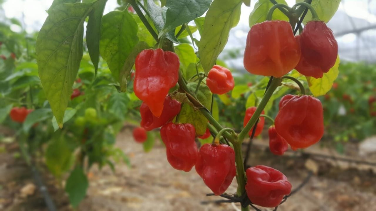 Buscan impulsar denominación de origen del chile habanero