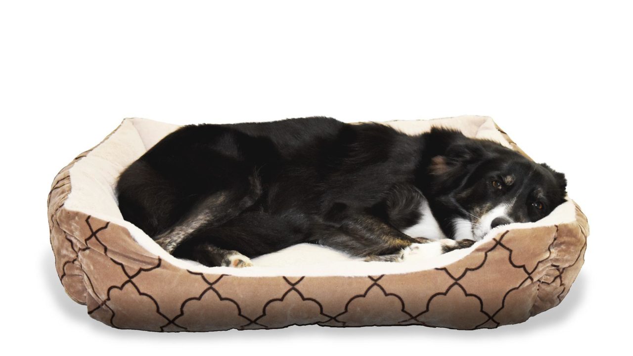 Abre en la CDMX el primer hotel para perros y gatos abandonados