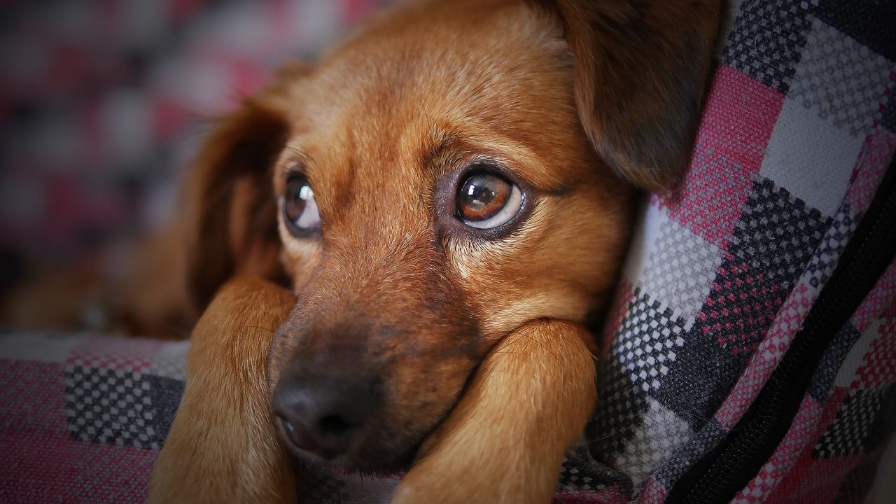 Estos son los tips de cuidado y economía de una ‘guardiana de perros’, tiene 250 y más de 20 años rescatando