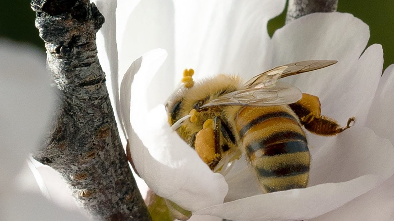 6 razones por las cuales las abejas deben ser tu insecto favorito