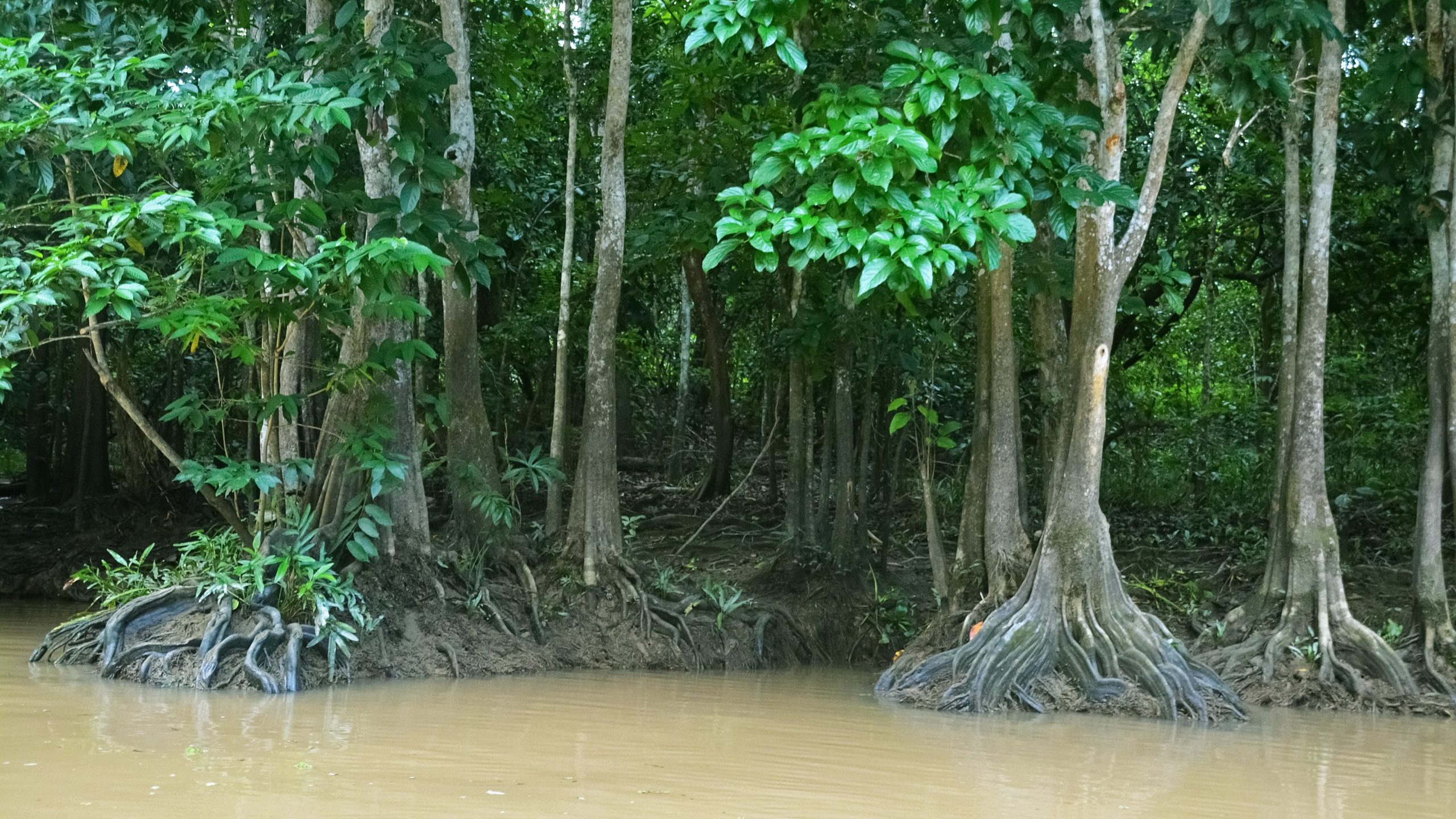 La Tierra ha perdido un tercio de los manglares que existían, alertan científicos