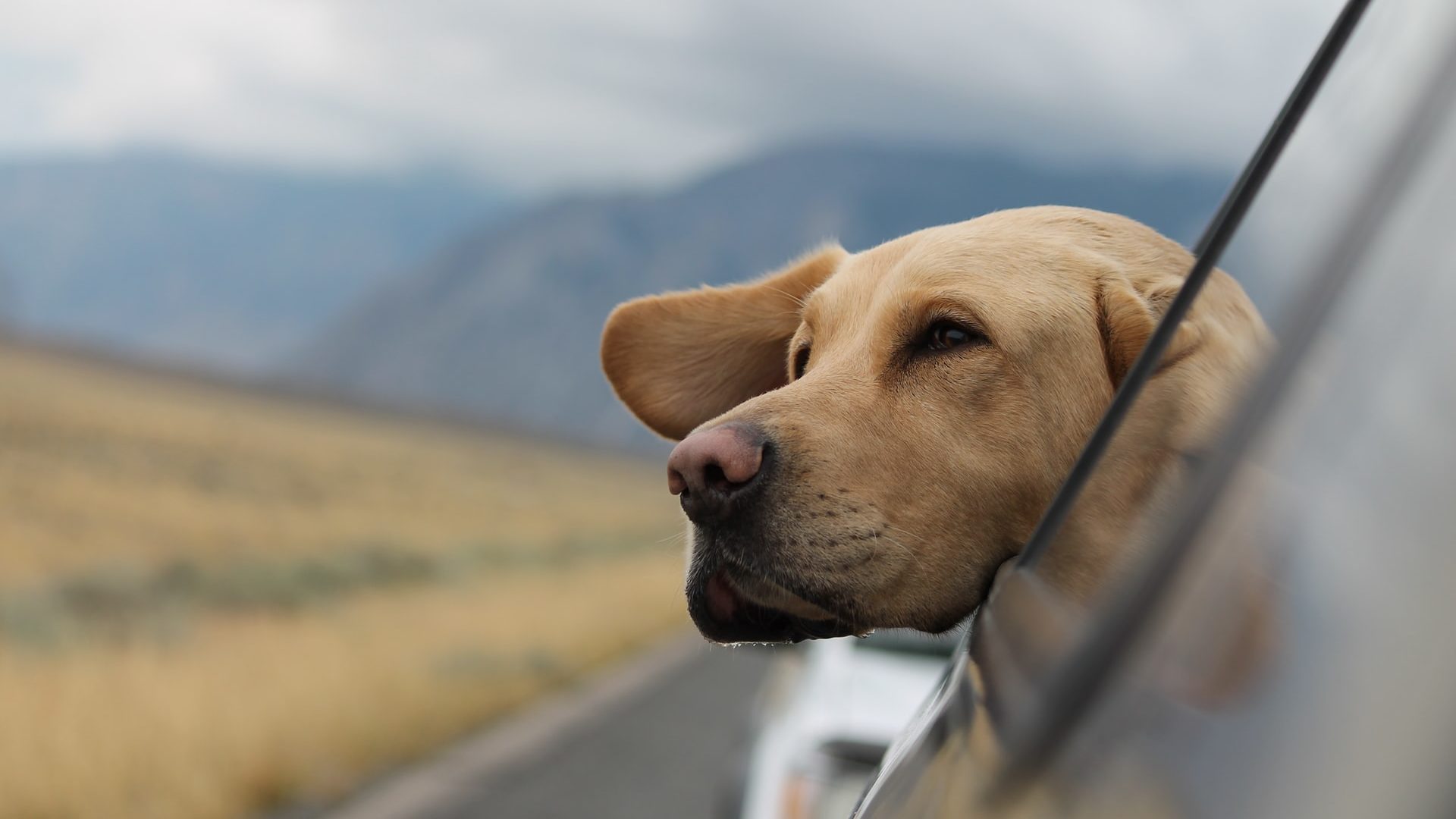 ¡Guau! Lanzan renta de autos ‘pet friendly’ para que tu mascota te acompañe