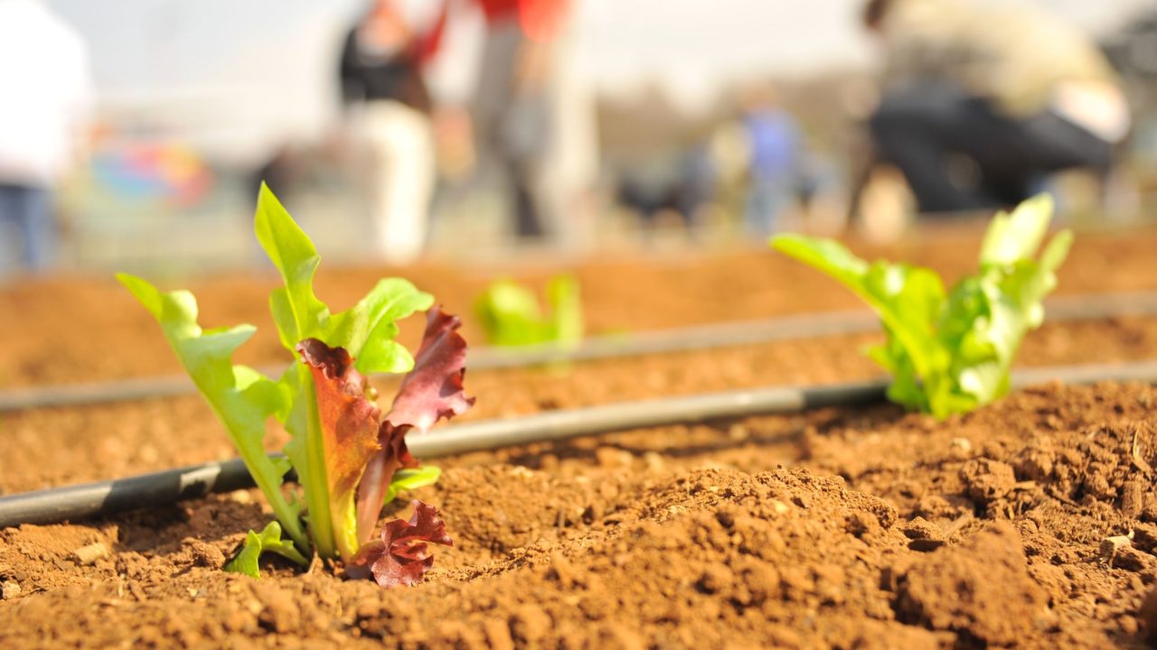 Prohibición al glifosato tirará producción de alimentos en México, dicen fabricantes del químico