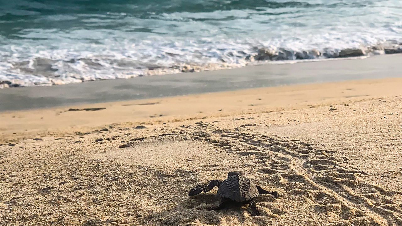 Puerto Escondido: 6 increíbles experiencias por descubrir