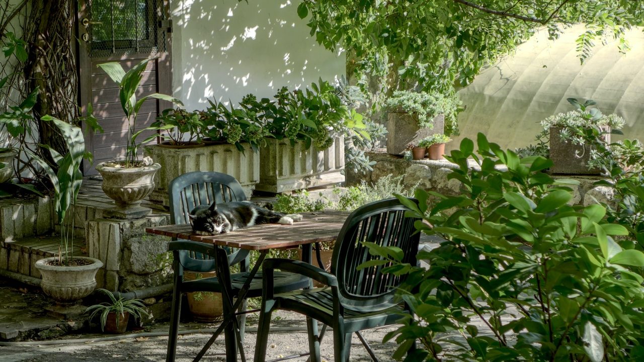 5 remedios naturales para eliminar plagas de tu jardín