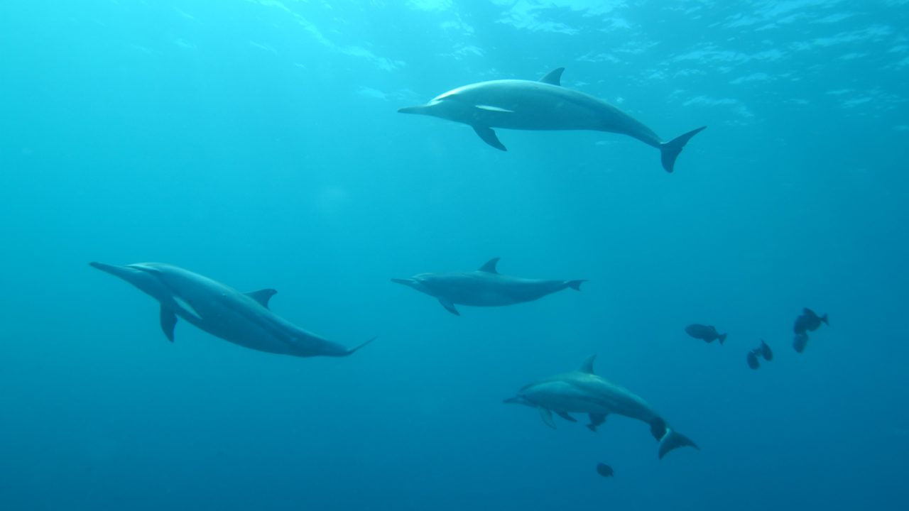 La guerra en Ucrania, mortal para miles de delfines en el Mar Negro