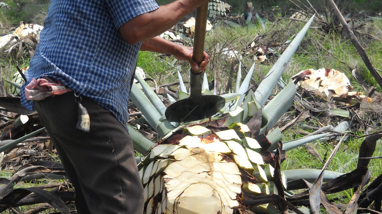 México acuerda con Canadá elevar exportaciones de tequila