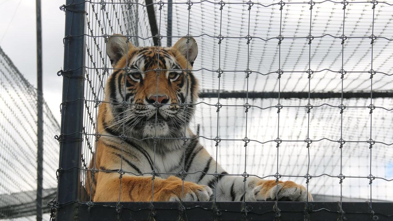 Ya han trasladado 121 felinos de Jaguar Negro Tigre Blanco del Ajusco
