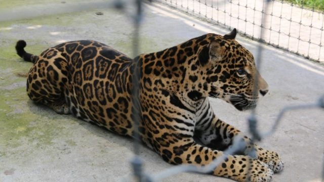 Continúan con labores de traslado de felinos de Jaguar Negro Tigre Blanco del Ajusco mascotas salud salvajes