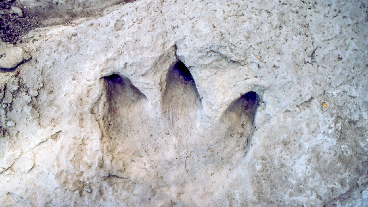 Sequía deja al descubierto huellas de dinosaurios en Texas
