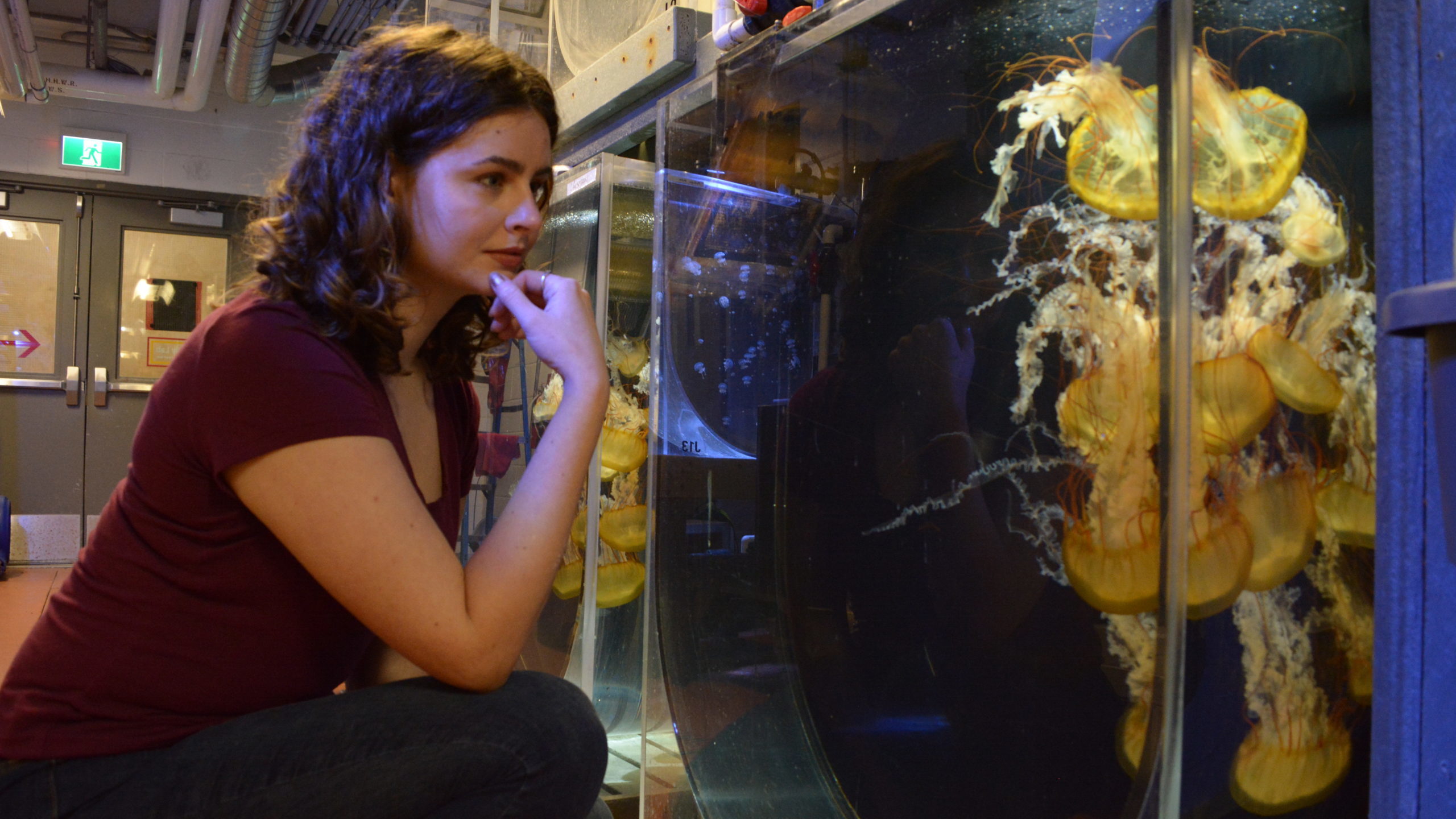 Las medusas, peligro para los turistas y curiosidad para la ciencia
