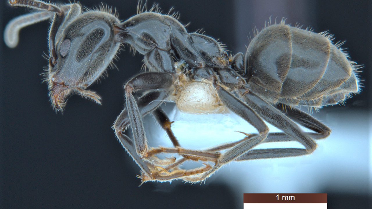 Una hormiga ‘niñera’ entre las 139 nuevas especies clasificadas en Australia