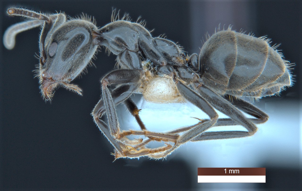Una hormiga ‘niñera’ entre las 139 nuevas especies clasificadas en Australia