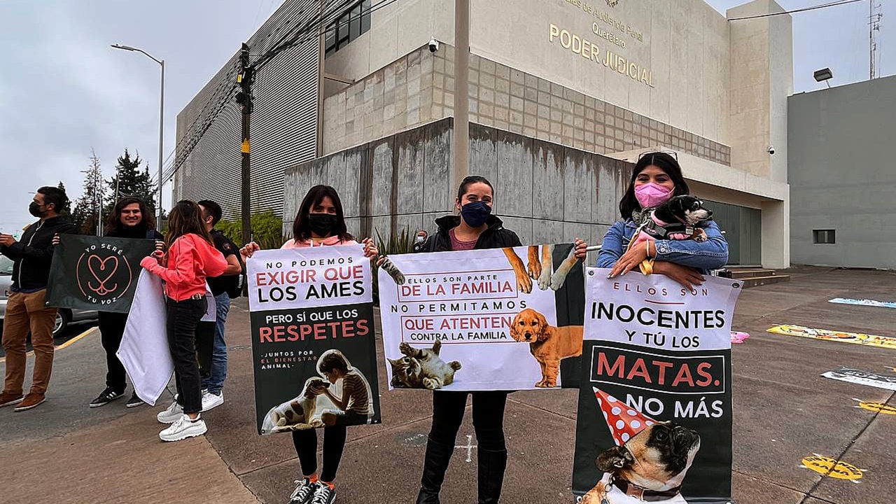 Primer juicio penal por maltrato animal hace historia en México; sentencian a 10.5 años de prisión a quien mató a dos perros