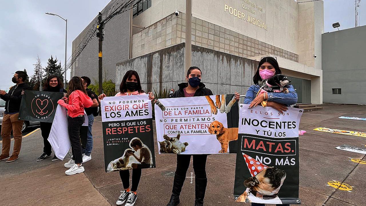 El primer juicio penal por maltrato animal hace historia en México