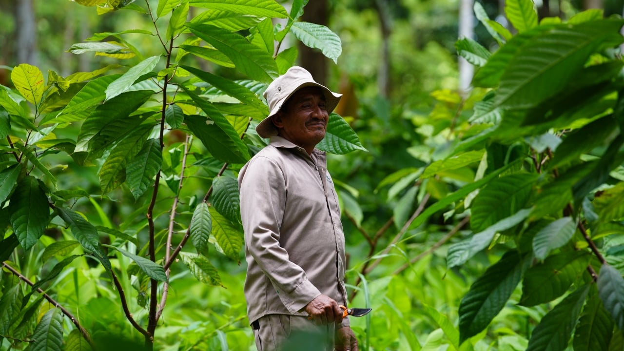 La crisis del cacao mexicano y el proyecto para su preservación