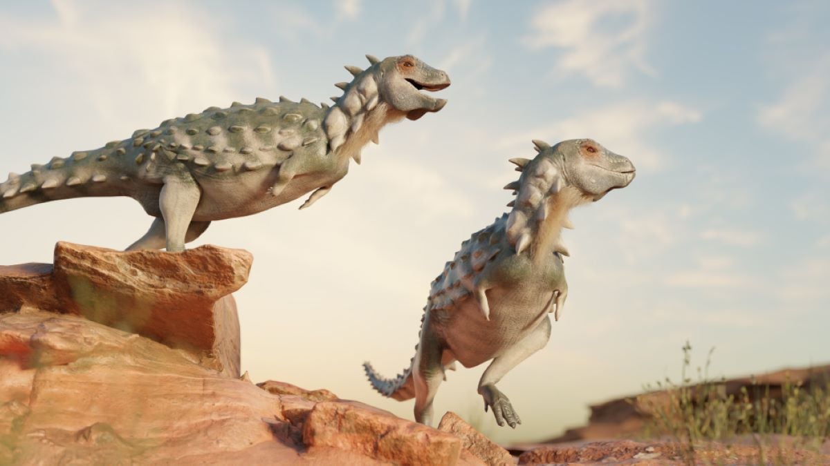 Científicos presentan el primer dinosaurio acorazado bípedo hallado en Sudamérica