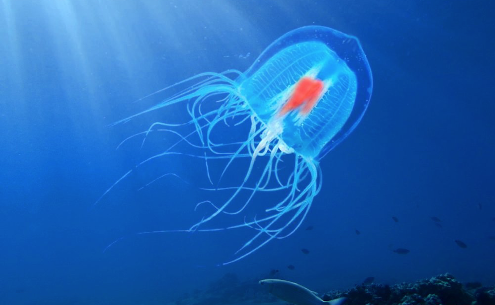 Hallazgo con medusas nos acerca a la detección de las células que albergan la memoria: estudio