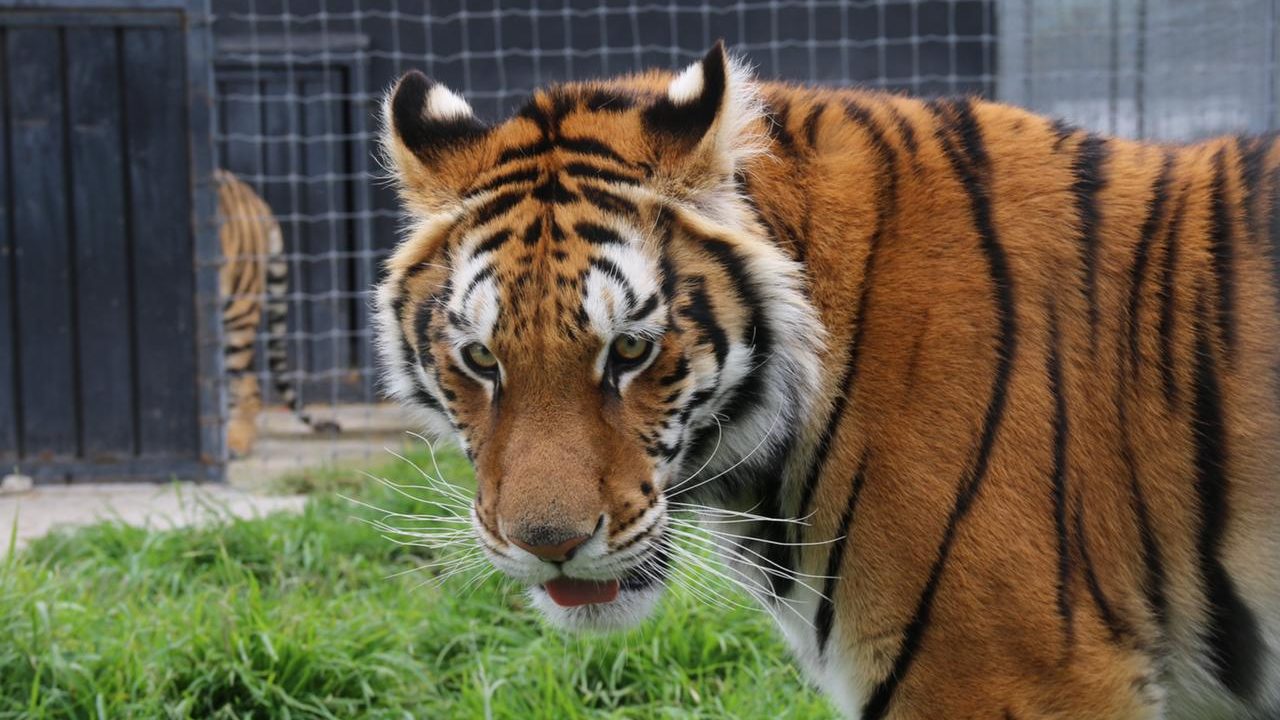 Obtiene amparo exfuncionario de Profepa que donó felinos a Jaguar Negro Tigre Blanco