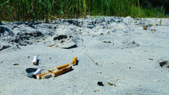Hongos podrian degradar las colillas de cigarro
