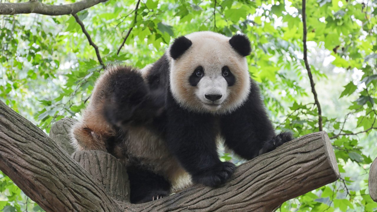 El último panda gigante europeo vivió hace 6 millones de años en Bulgaria
