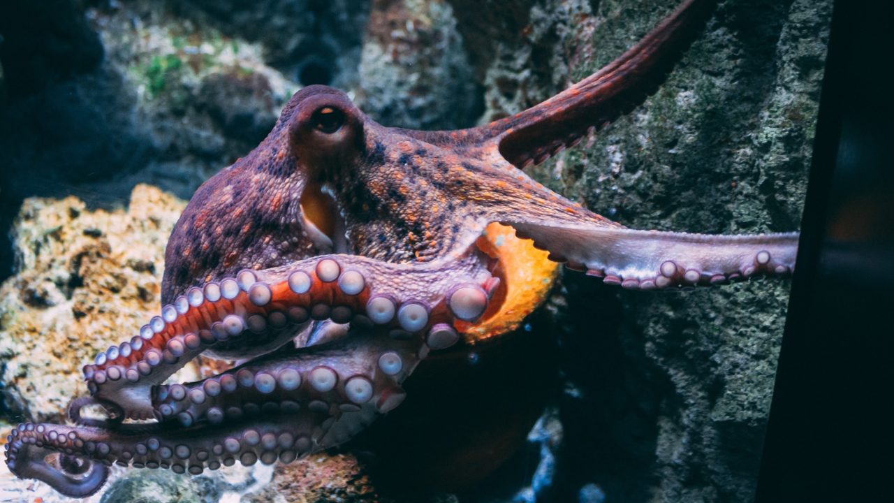 Los misterios del ciclo de vida de los pulpos, más cerca de su resolución