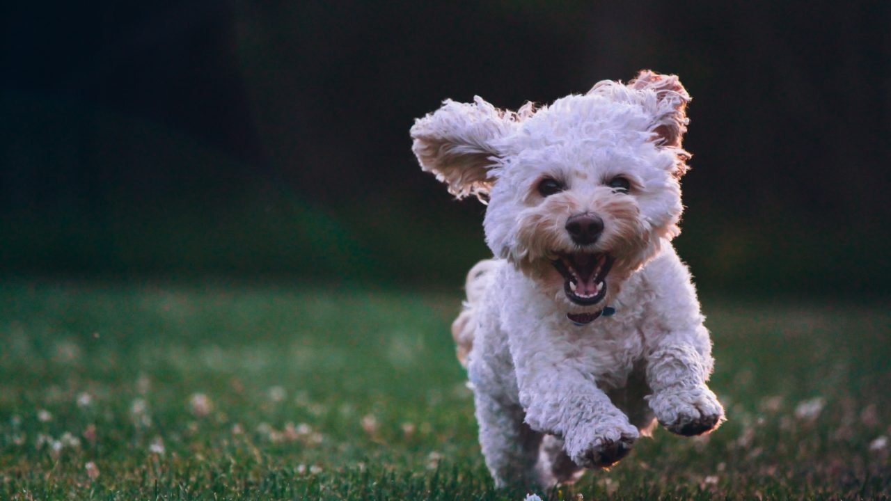 Los perros ‘lloran’ de alegría al reunirse con sus propietarios: estudio