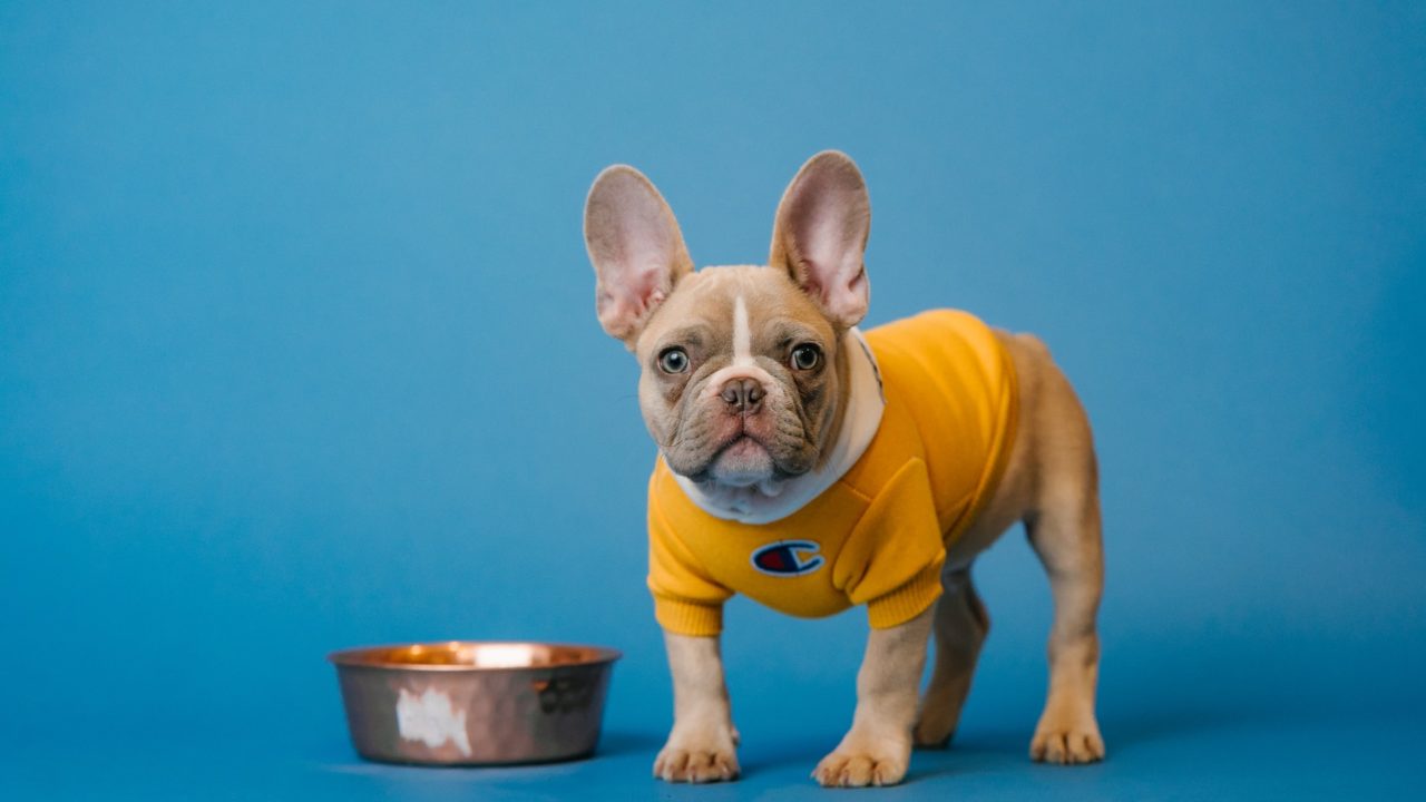 Pandemia detona venta de alimento para mascotas en México