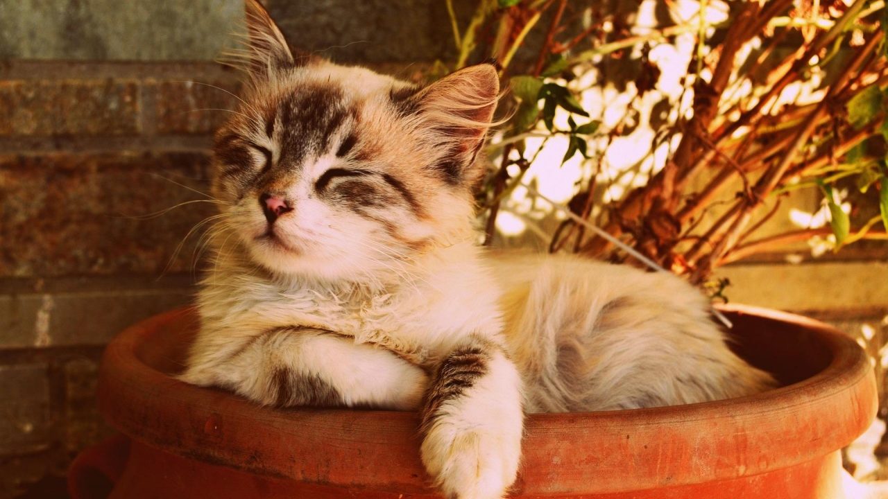 Estudio revela que los gatos son capaces de distinguir a su dueño usando solo el olfato