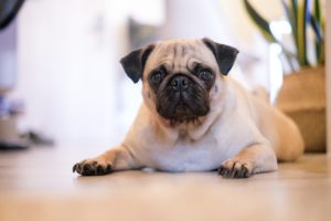 prueban con éxito vacuna contra el coronavirus para animales