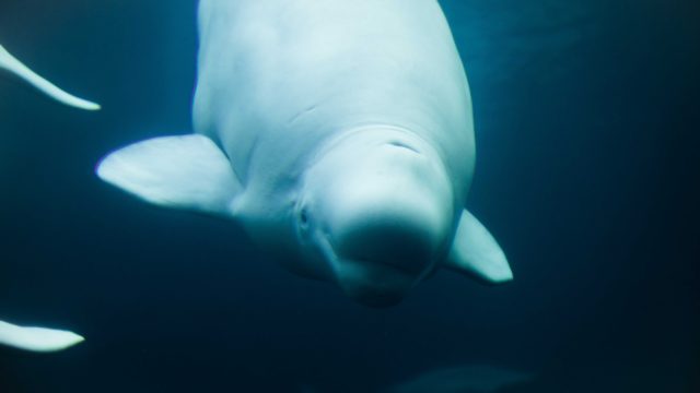 muere ballena beluga atrapada en el rio Sena