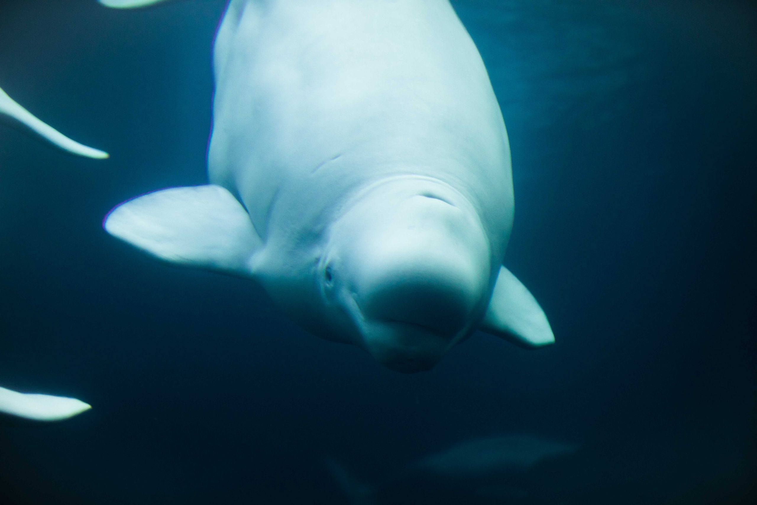 muere ballena beluga atrapada en el rio Sena