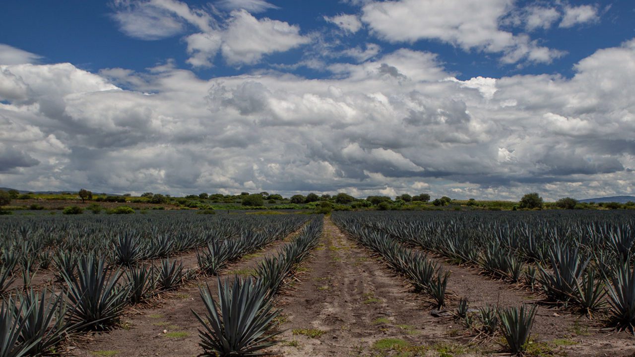 Producción de agave sostenible, la clave para cuidar el medio ambiente en la industria tequilera