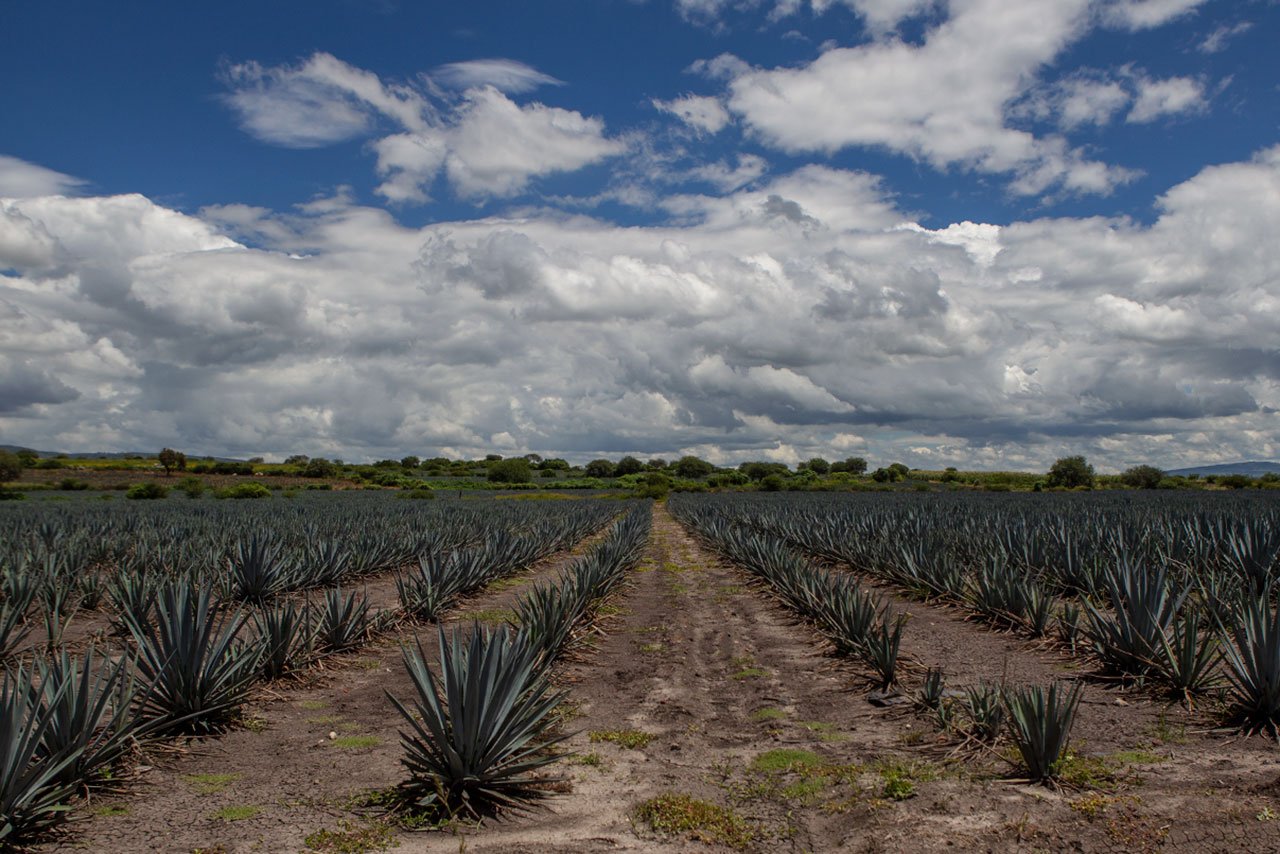 Agave tequila