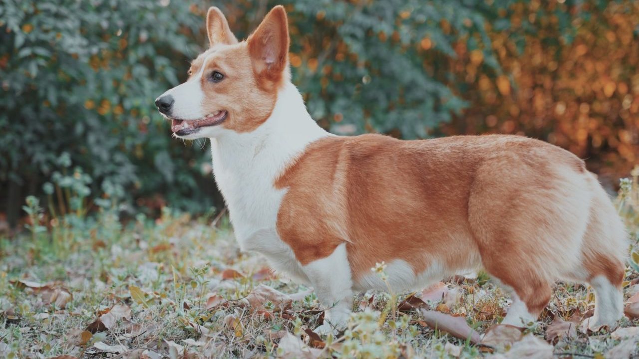 Los corgis de Isabel II no están contentos con Sarah Ferguson porque no los saca a pasear