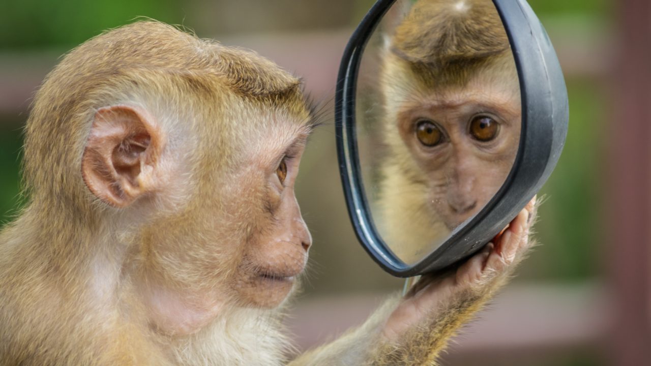 Primates: la importancia de proteger a nuestros primos evolutivos