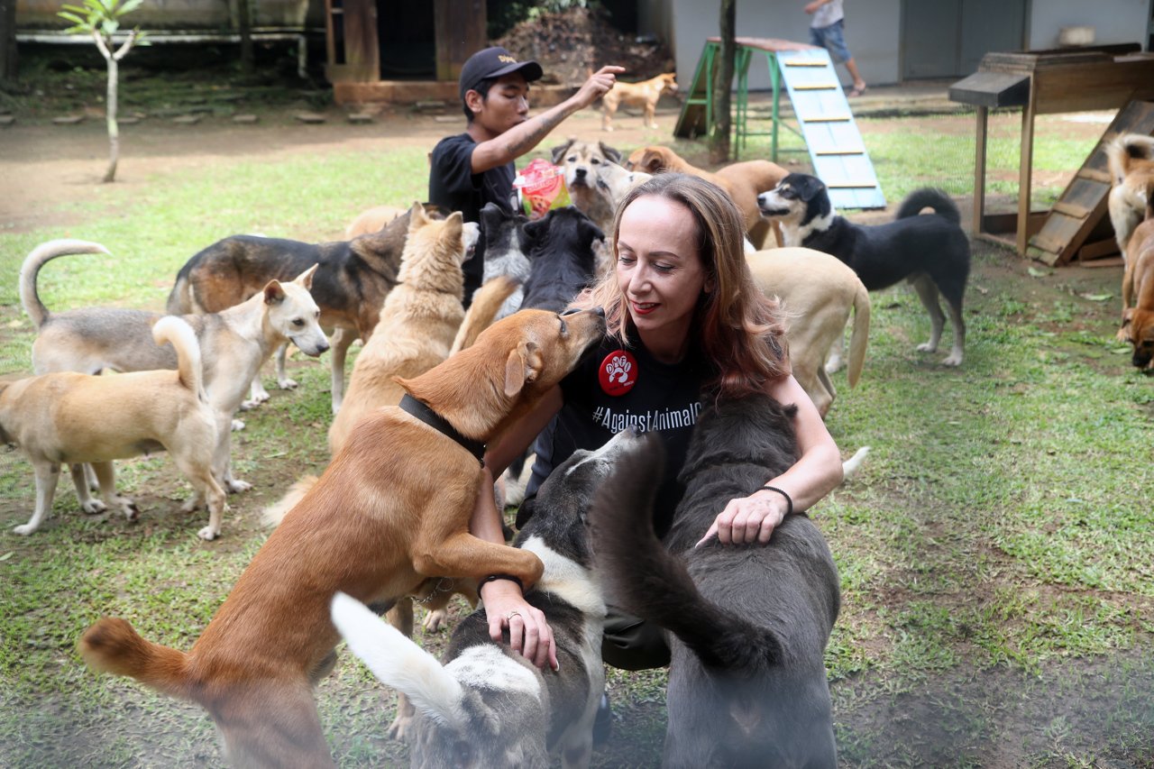Perros rescatados en Indonesia tienen una nueva vida en Canadá