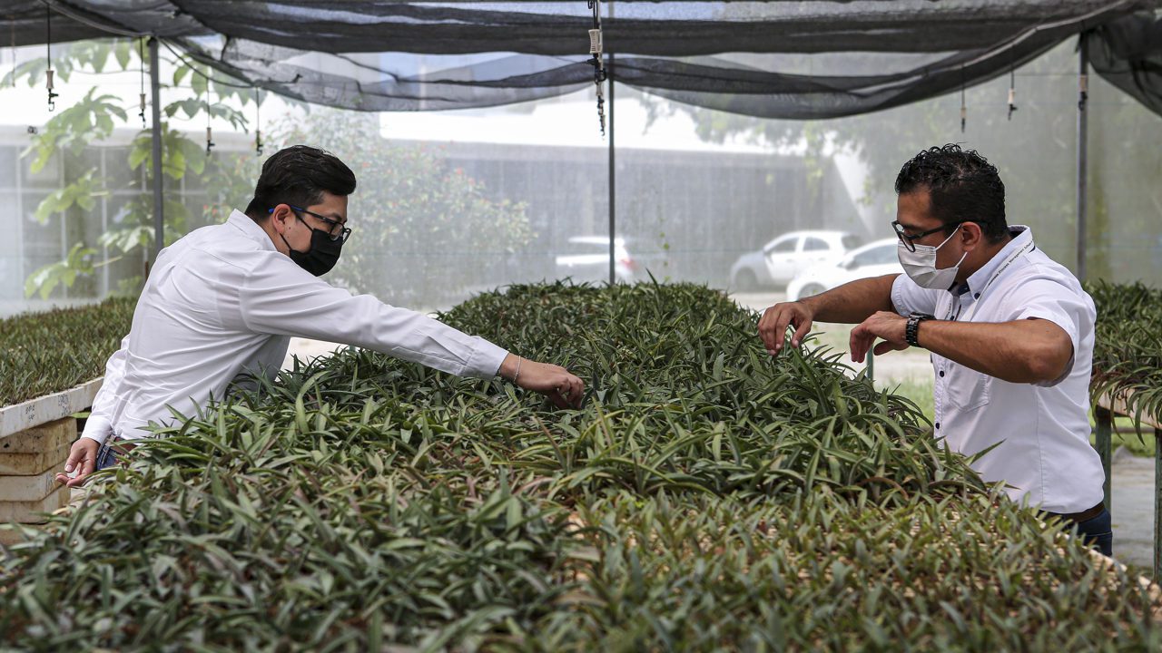 Científicos mexicanos salvan el “oro verde” de Yucatán con el henequén élite