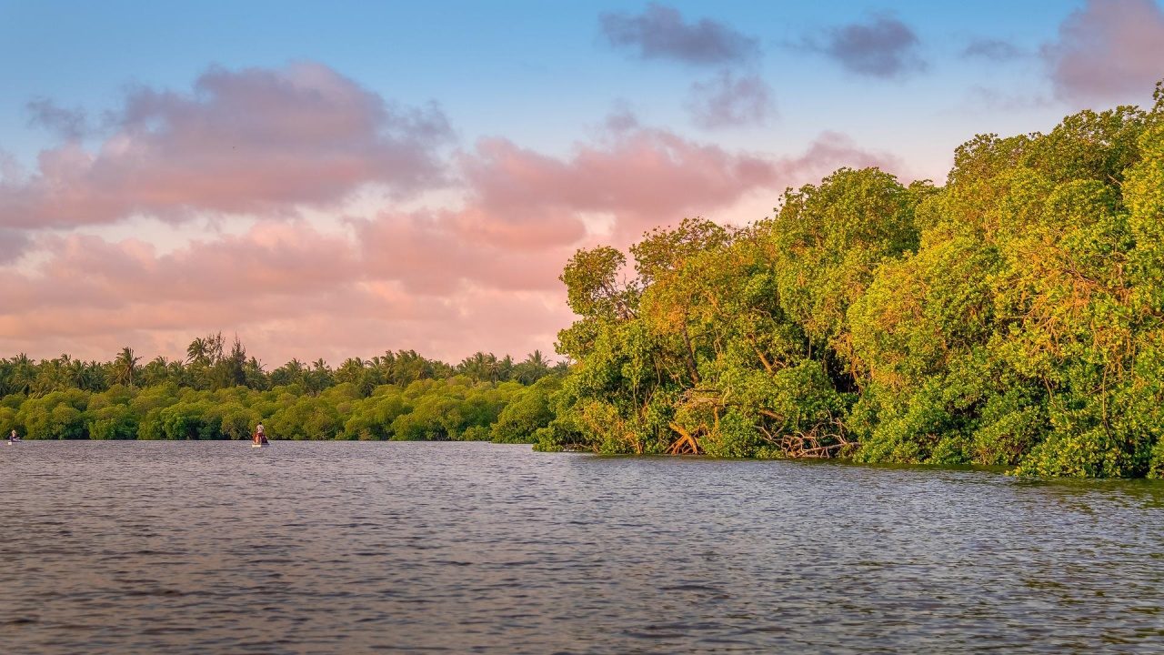 El Madresal: un tesoro en Chiapas para envolverte en naturaleza