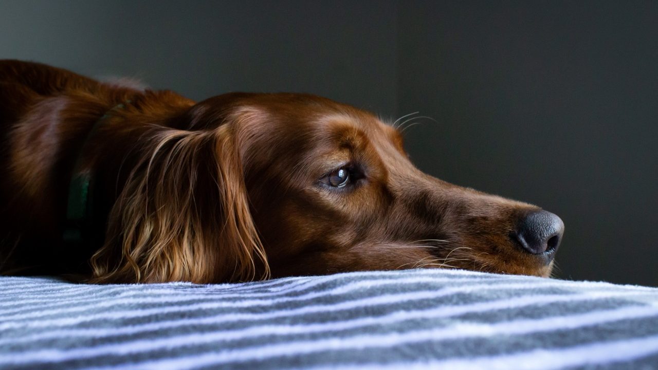CBD para mascotas, lo que debes saber