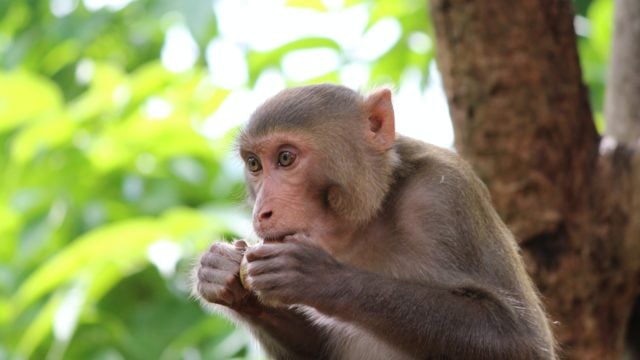 virus primate simio animal humanos