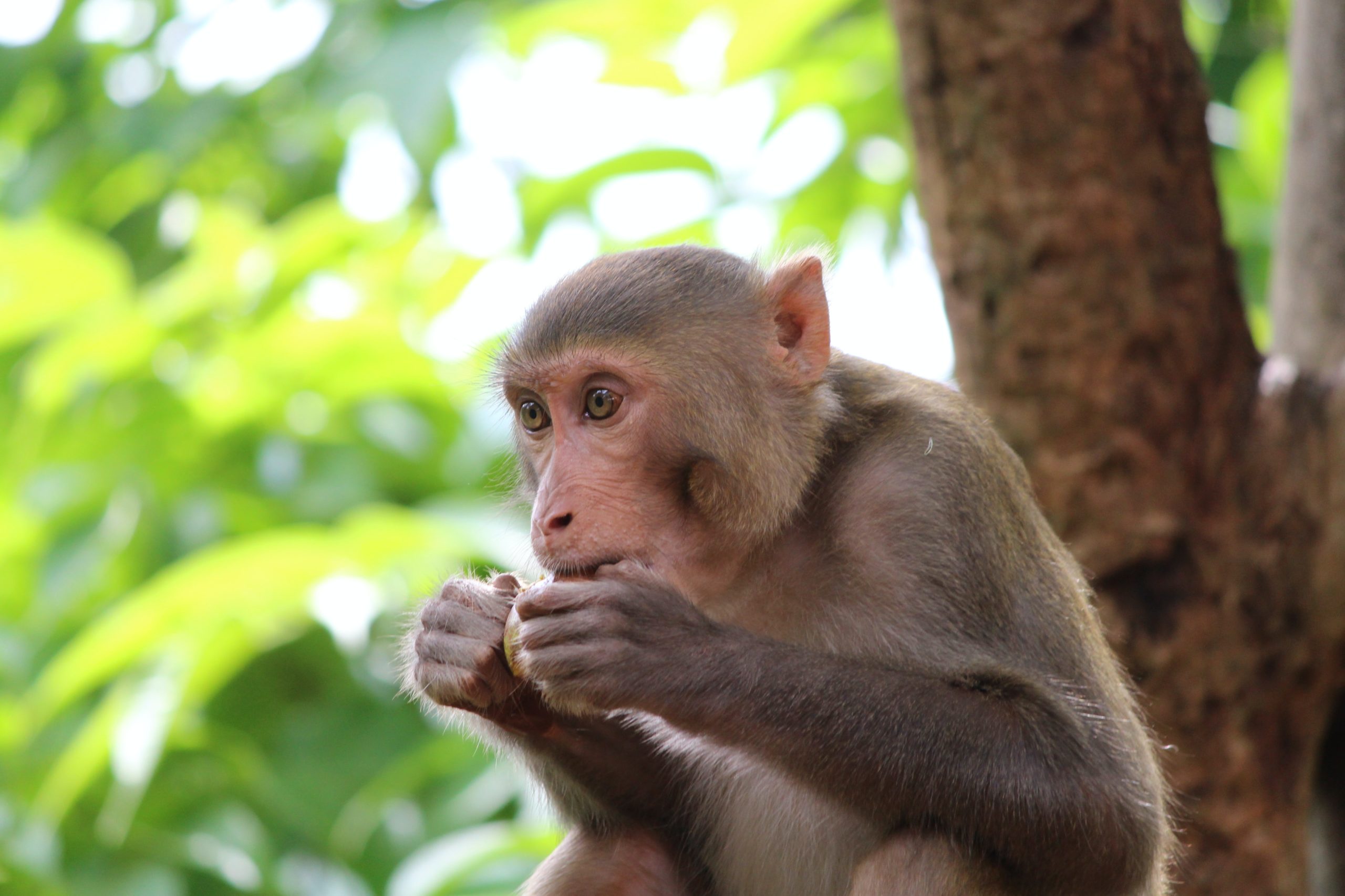 Un virus de mono similar al ébola estaría ‘listo’ para saltar a los humanos