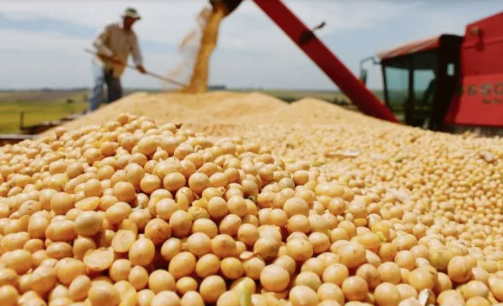 Brasil gana a EU la carrera de la competitividad para mandar soja a China