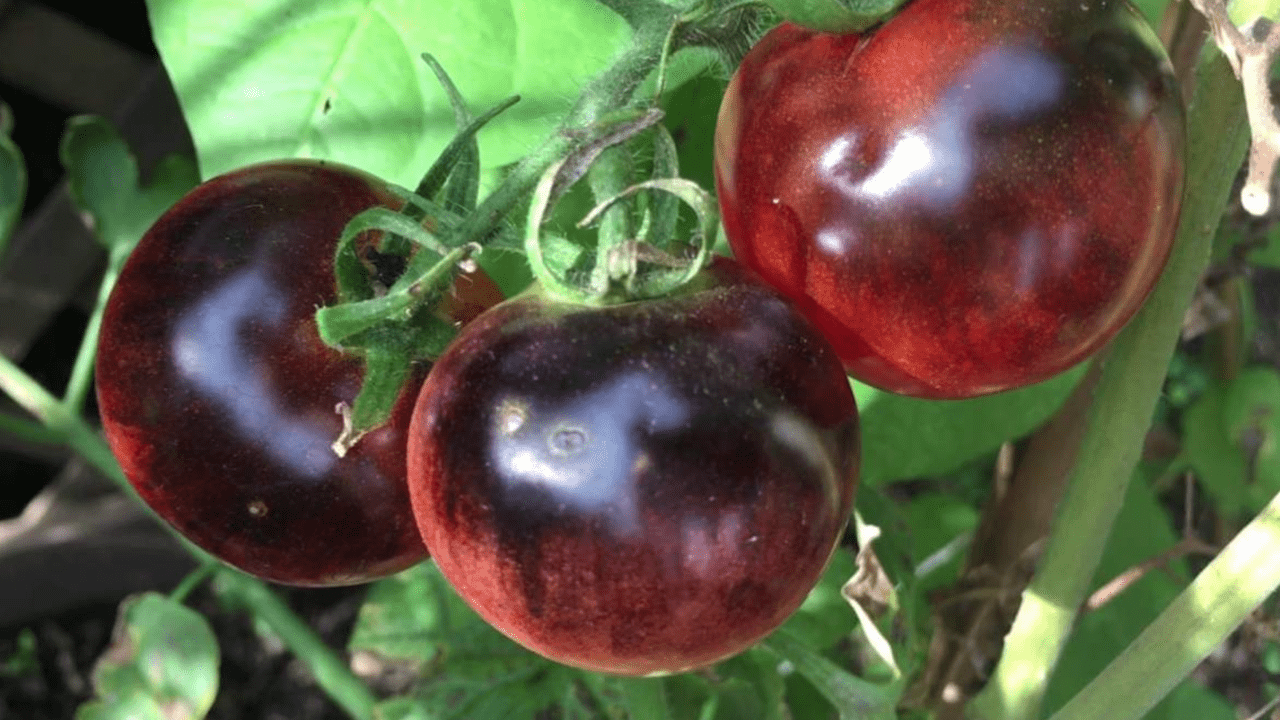 USDA aprueba la venta de tomate morado después de más de una década