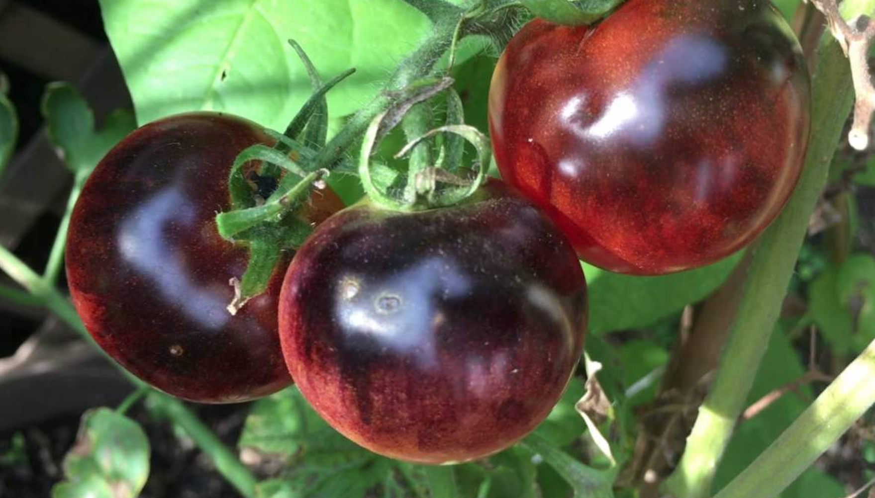 USDA aprueba la venta de tomate morado después de más de una década