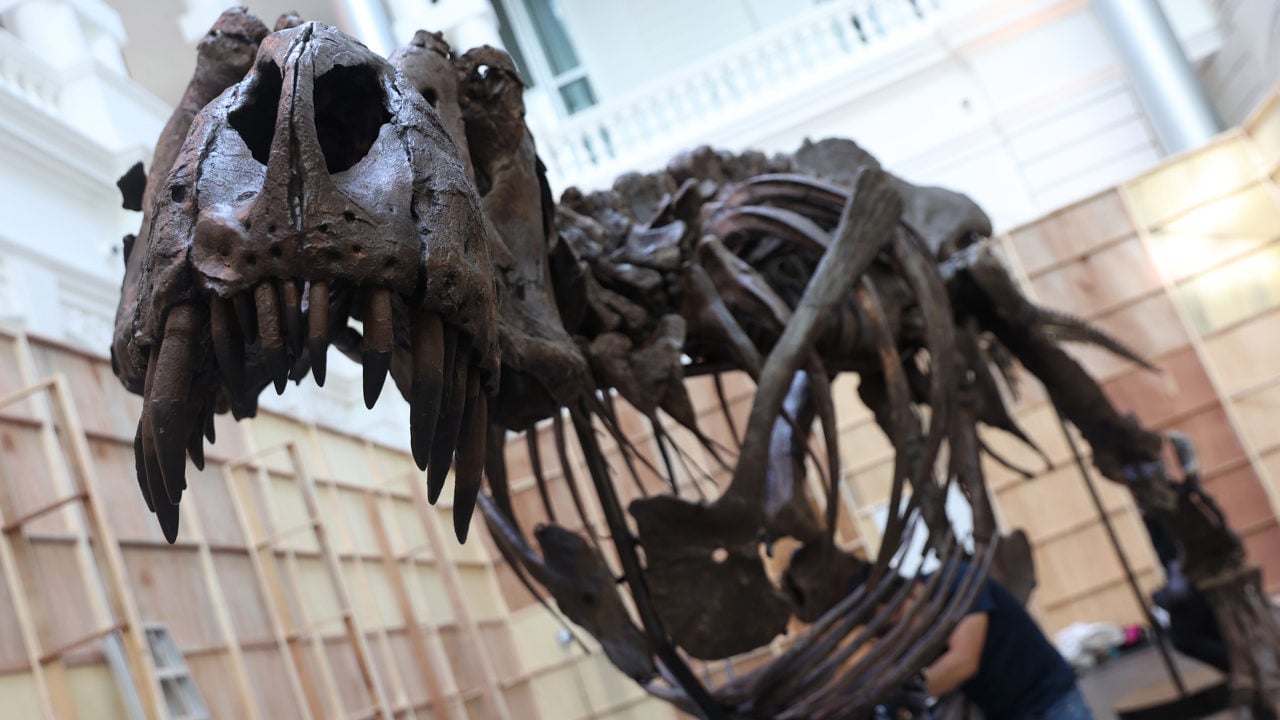 Esqueleto de Tiranosaurio Rex atrae a multitudes en Singapur antes de ser subastado