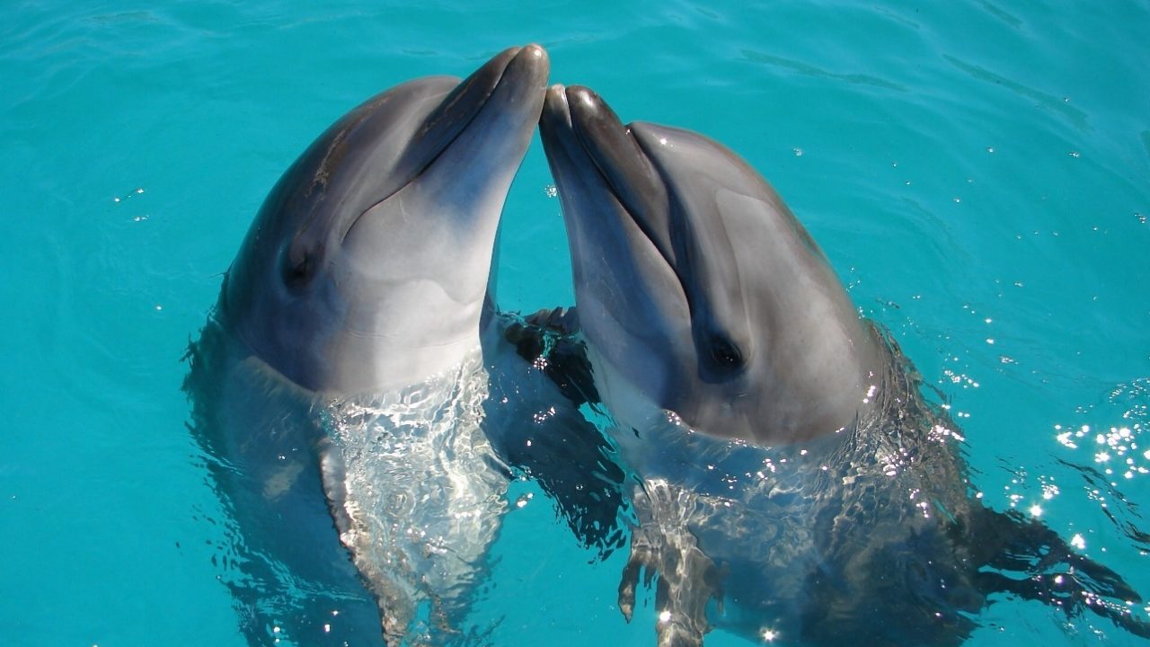 Diputados prohiben espectáculos fijos e itinerantes con delfines y otros mamíferos marinos
