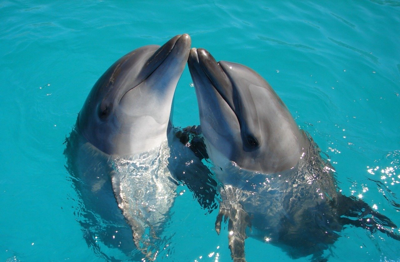 Diputados prohiben espectáculos fijos e itinerantes con delfines y otros mamíferos marinos